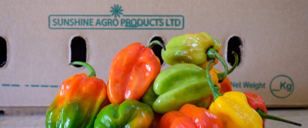 Scotch bonnet hot pepper variety with expedition cardboard box